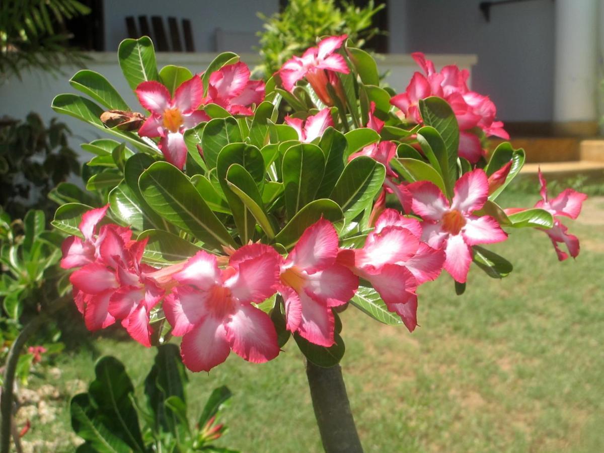 Peponi Hotel Lamu - Kenya Shela ภายนอก รูปภาพ