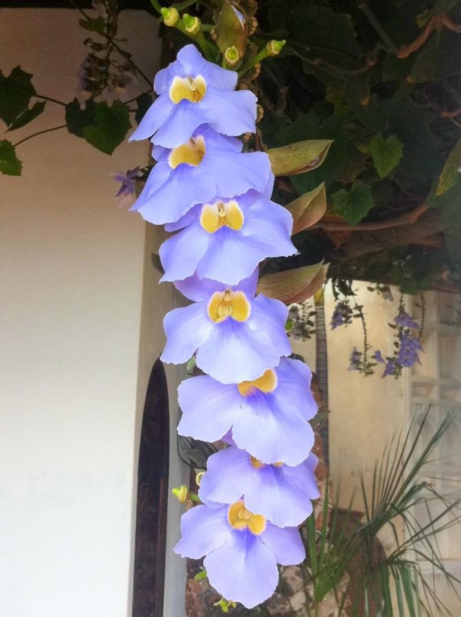 Peponi Hotel Lamu - Kenya Shela ภายนอก รูปภาพ